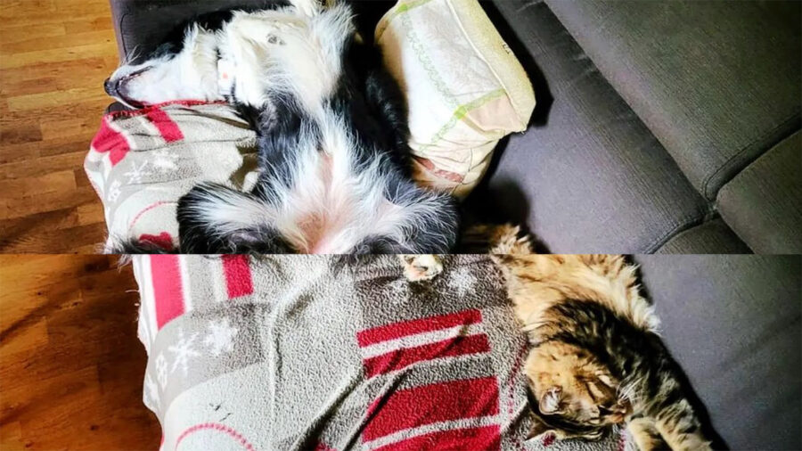 Cane e gatto sul divano buffi