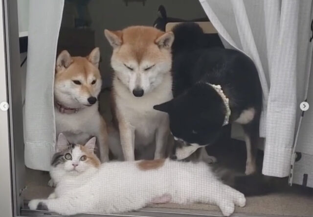 Cani Shiba Inu felici di riabbracciare gatta, amicizia speciale (VIDEO)