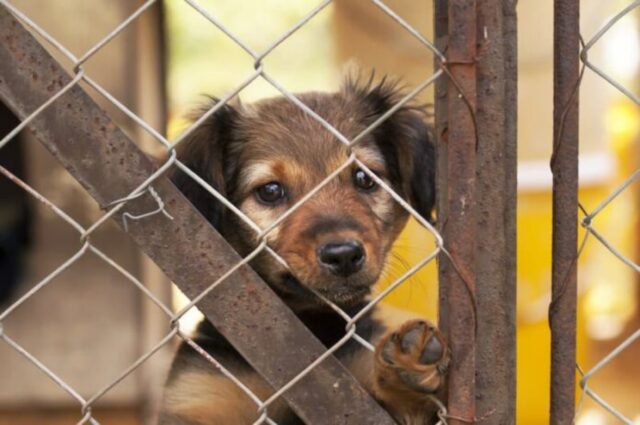 Cani randagi, il bonus per chi sceglierà di adottarne uno