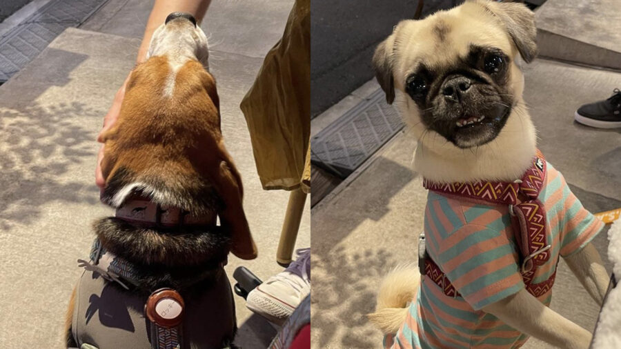 Carlino e Beagle a passeggio sono felici