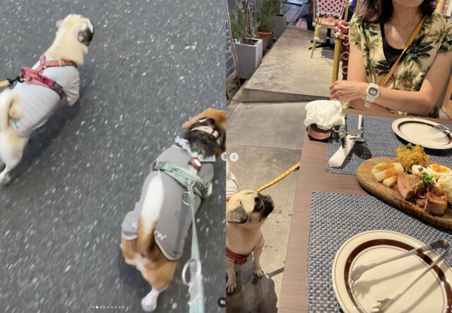 Carlino e Beagle a passeggio, un momento davvero divertente (VIDEO)