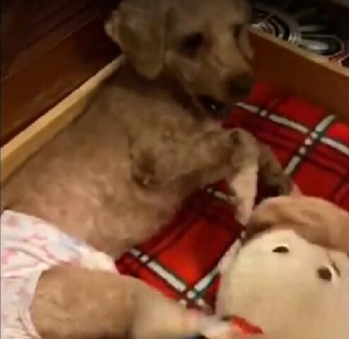Cookie, la cagnolina che è stata abbandonata perché non poteva più camminare