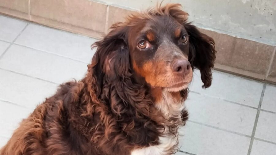 Cora dal pelo marrone e bianco