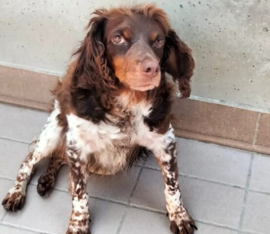 Cora: Breton abitata a vivere in casa cerca una nuova e dolce famiglia