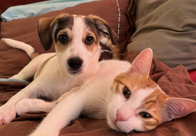 Cuccioli di cane e gatto come fratelli vicini
