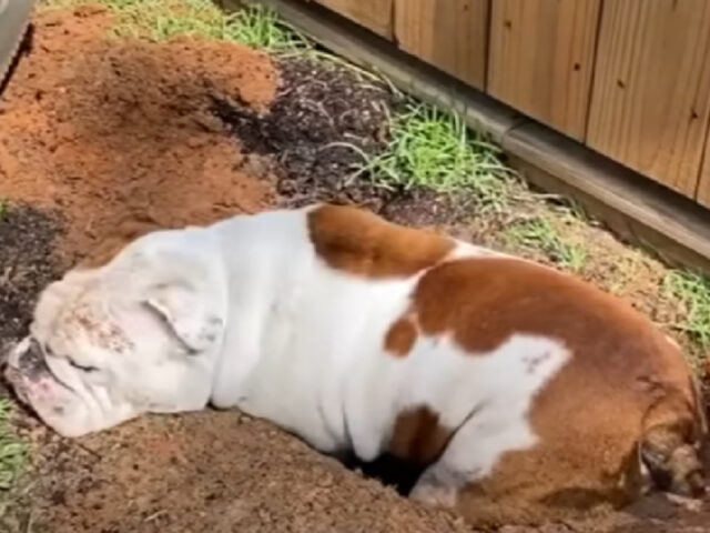 Bulldog ama scavare buche: quelle in giardino sono tutte sue