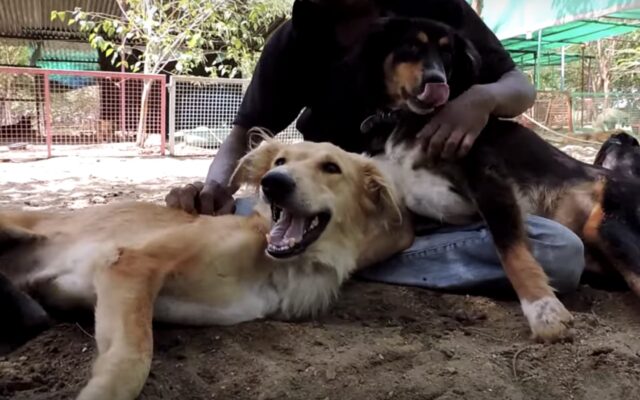 Deepak, il cagnolino che è stato investito da un treno