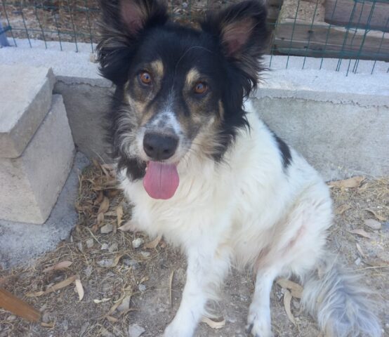 Dik: Border Collie dal cuore grande cerca una mamma umana per sempre