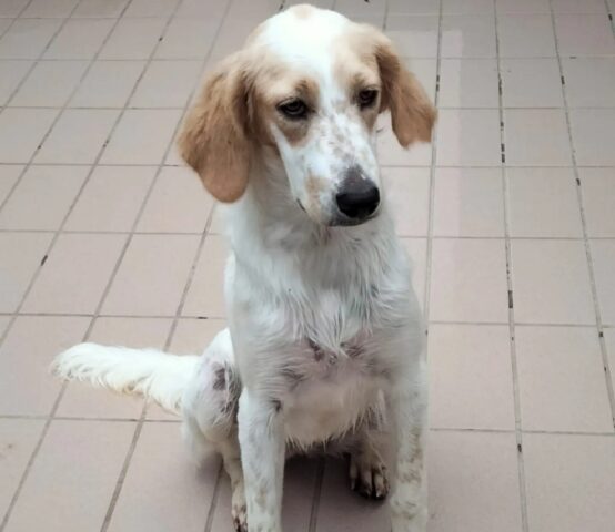 Fiamma: cucciolotta di Setter dal triste passato cerca una famiglia affettuosa