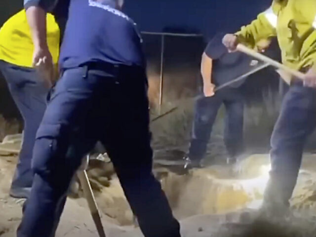 Cuccioli si infilano in una tana ma rimangono bloccati a causa di una tartaruga gigante