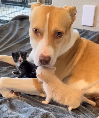 Ginger, il cagnolone che si prende cura di due gattini