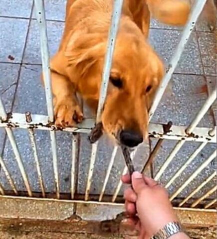 Cane gioca con uno sconosciuto ma accade il peggio (VIDEO)