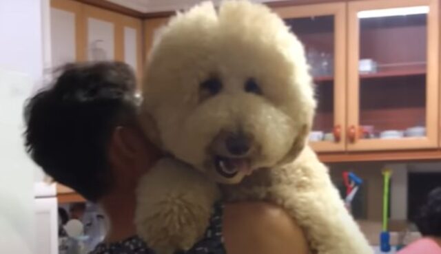 Un Goldendoodle adulto non è consapevole della sua stazza e ama stare in braccio ai suoi umani (VIDEO)