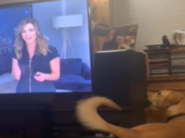 Cane non capisce dove siano le persone in televisione: il divertente video