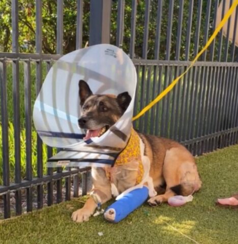 Huk, il cane poliziotto ha lottato per sopravvivere dopo che gli hanno sparato