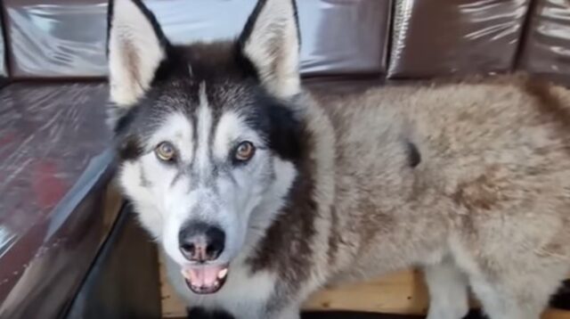 L’Husky Sherpas e proprietario ricevono un messaggio dolcissimo e commovente (VIDEO)