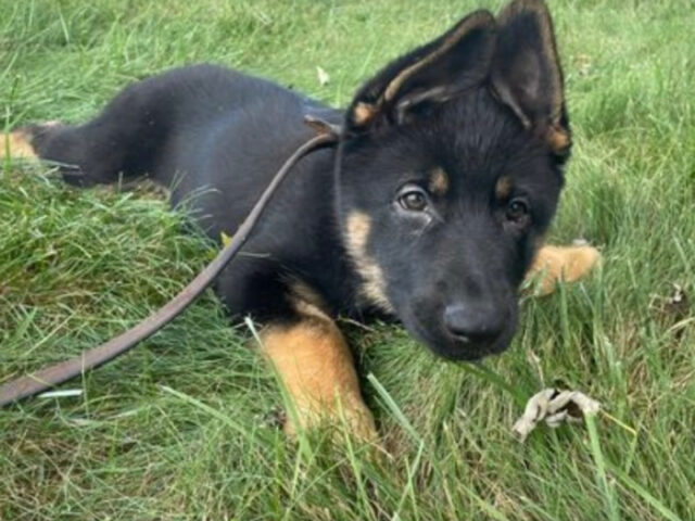 Polizia della Carolina del Nord chiede suggerimenti per il nome del cucciolo