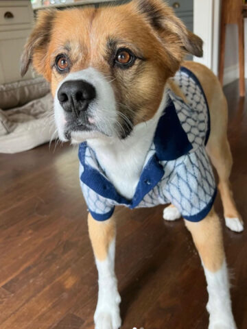 Chris Evans ha regalato al suo cane una maglietta di un noto film