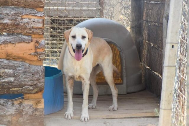 Ilenia, la cagnolina cerca da tempo la vera felicità: aiutiamola