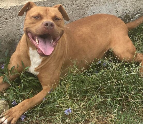 Iron: Pitbull ridotto pelle ed ossa cerca un papà con cui essere felice