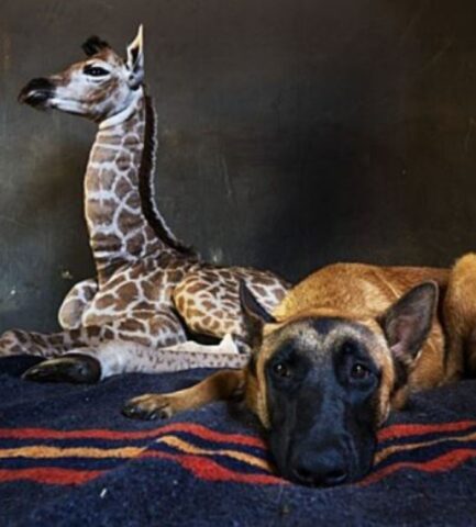 Cane che fa compagnia ad una piccola giraffa malata (VIDEO)