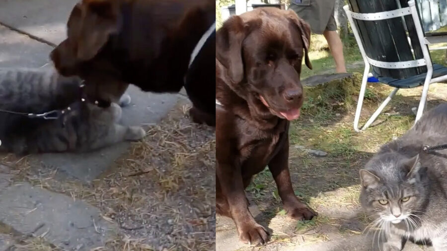 Labrador all'aperto cerca di fare amicizia