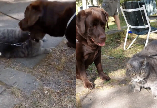 Labrador cerca di fare amicizia, il risultato è deludente (VIDEO)