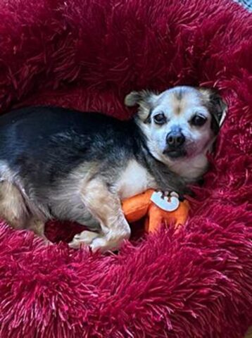 Laika, la cagnolina che ha passato 10 anni chiusa in gabbia