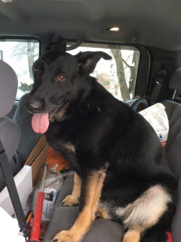 Lexi, la cagnolona che è stata salvata dalla Polizia