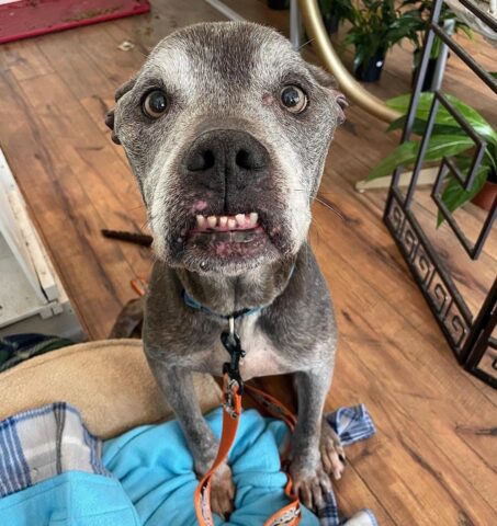 Lloyd, il cane che ha ricevuto il supporto di tutta la città