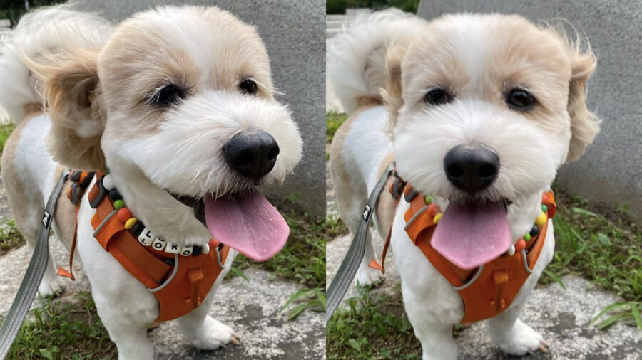 Loro cagnolino che va a passeggio con la pettorina