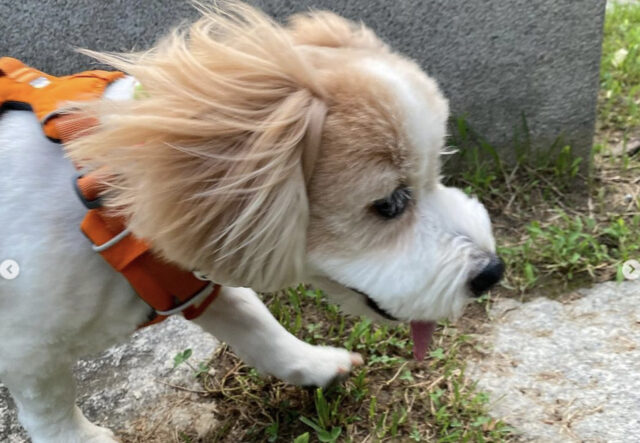 Loro, il cagnolino che va a passeggio e si lascia baciare dal vento (VIDEO)