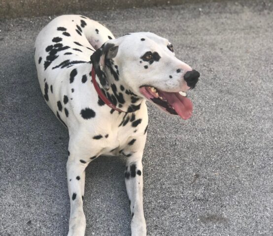 Macchia: dolcissimo Dalmata ha bisogno di una famiglia che possa adottarlo subito