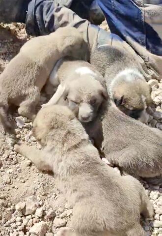 Mamma cane e cuccioli vengono sepolti vivi dopo una frana