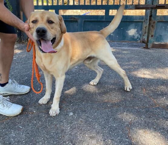 Marley: Labrador di 3 anni è pronto a rivoluzionare le vostre vite con tanto amore