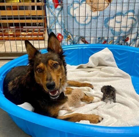Milo, la cagnolona randagia che ha perso tutti i suoi cuccioli