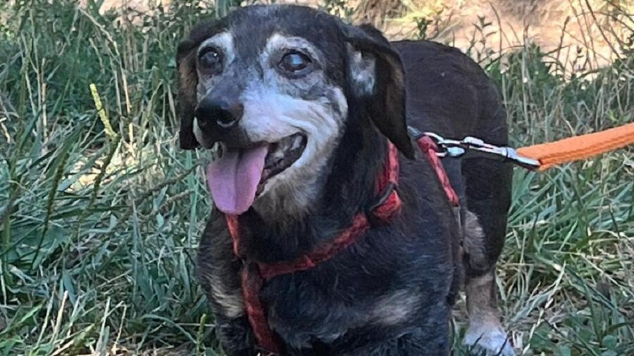 Milù con la pettorina rossa