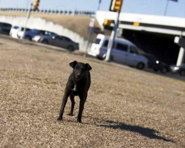 Norah, la cagnolona randagia che si stava lasciando andare