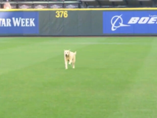 Seattle Mariners salvano un cane e gli danno un ruolo importante