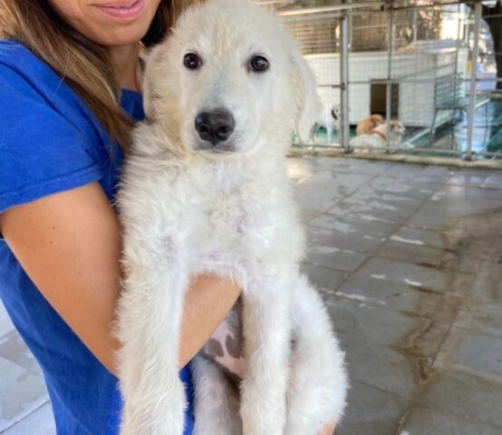 Pedro: cucciolo di Maremmano dal pelo bianco sogna una famiglia