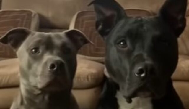 Le Pit Bull Bella e Rose sono profondamente unite e inseparabili; la storia (VIDEO)