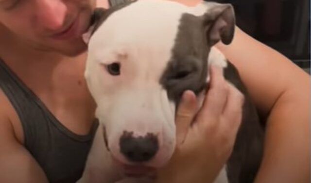 La Pit Bull abbandonata Lexie ha aspettato per tanto tempo che qualcuno la tirasse fuori da un autobus rubato (VIDEO)