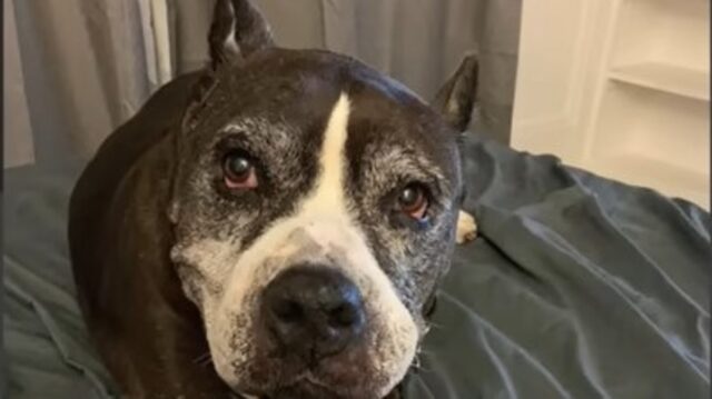 Pit Bull anziana abbandonata riesce per caso a trovare la felicità grazie ad una coppia speciale (VIDEO)