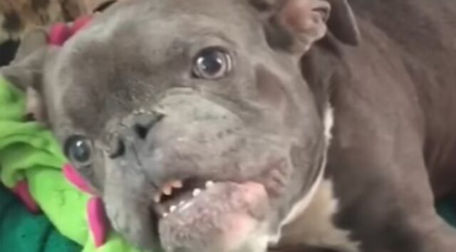 Pit Bull nana ha superato la sua aspettativa di vita grazie alla forza dell’amore; la storia (VIDEO)