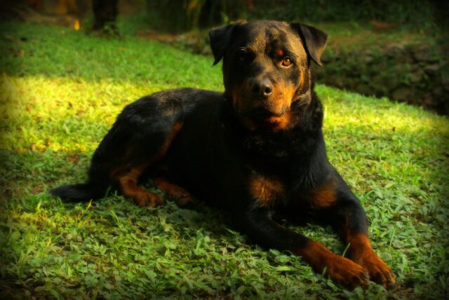 Donna si rifiuta di far rientrare il cane in casa: i vicini lo considerano una minaccia