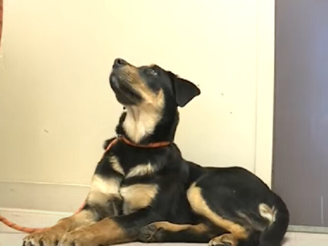 17enne senzatetto lascia il suo cane al canile: la straziante storia
