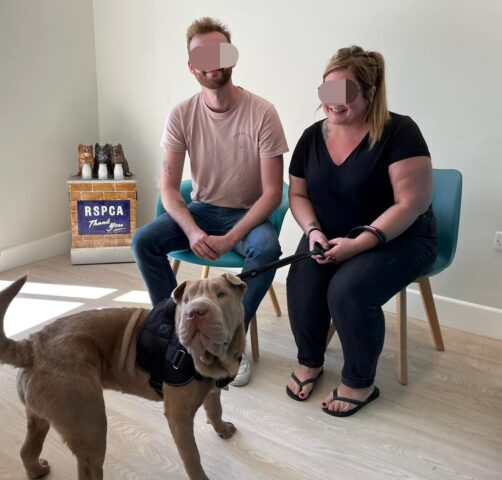 Reggie, lo Shar Pei trovato per strada con diversi problemi di salute