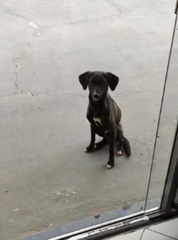 Cucciolo di cane aspetta ogni giorno l’uomo che lo sfama (VIDEO)