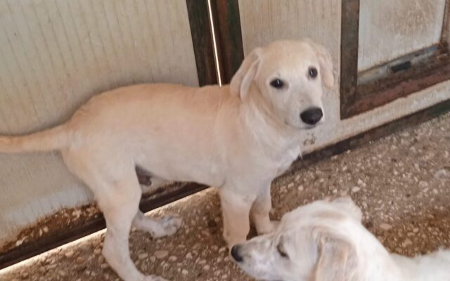 Rollo, il cagnolino che ha patito la fame è alla ricerca di un’adozione del cuore