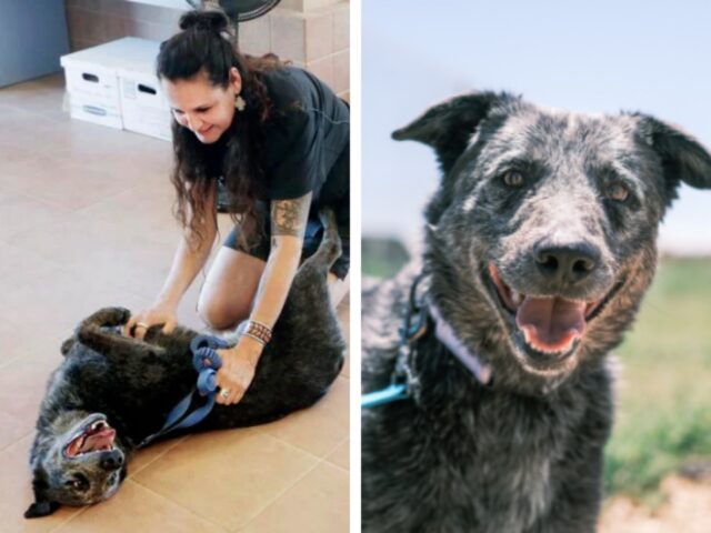 Rufus, il cane sordo che ha ritrovato la sua famiglia dopo un anno